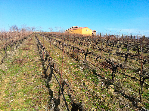Epoca de poda en Via Placentina, vinos ecolgicos de Extremadura